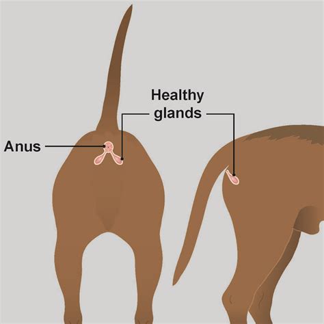 yellow liquid leaking from dogs bum|Leaking Anal Glands in Dogs: Causes & Remedies